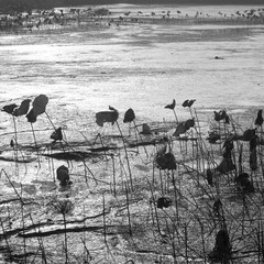 PICT1956.jpg