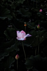 8D2864D8-F8AB-4278-8854-FA194D93F513/L0/001