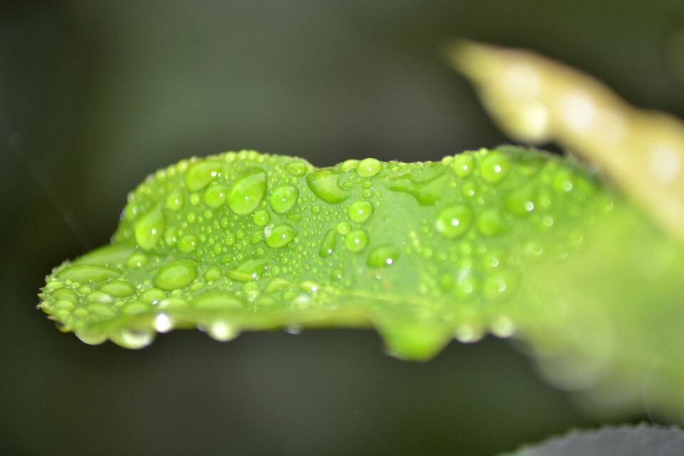 雨后的水珠