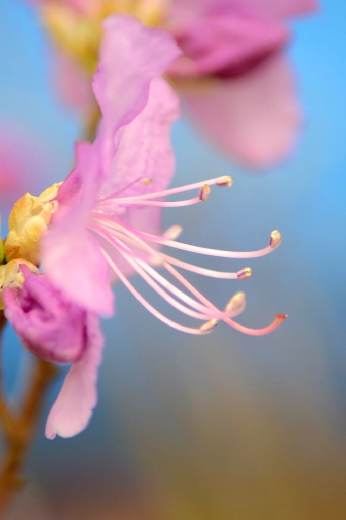 梅花微距下的花蕊，青岛的梅花才刚刚开放