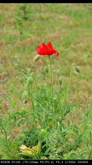 DSC_0040.jpg