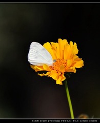 DSC_0334.jpg