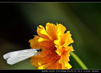 DSC_0342.jpg