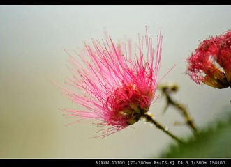 DSC_0799.jpg