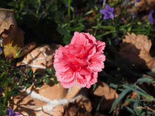 559