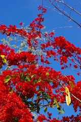 花