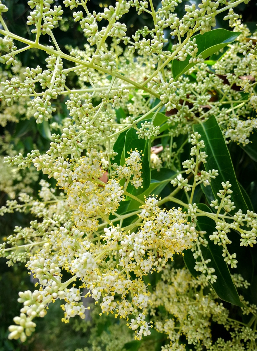 大叶女贞花～ - 青木葳蕤 - 图虫
