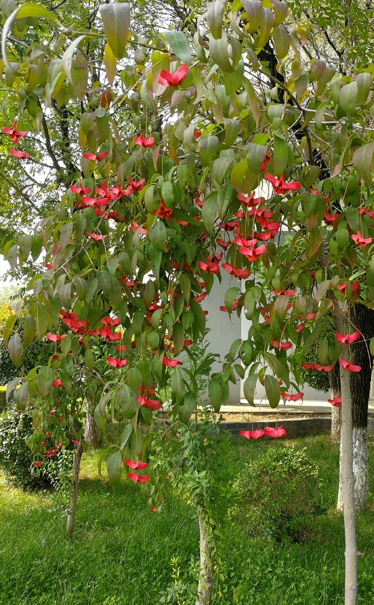 金丝吊蝴蝶～ - 青木葳蕤 - 图虫