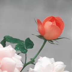 0B82B37A-7A24-4EF1-A2F6-3DCF2038EE4A/L0/001