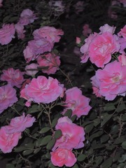 572A606C-CA14-4DAE-9D24-B2292B81DBB8/L0/001