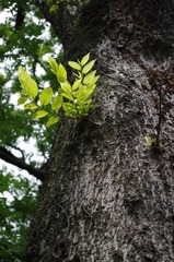 IMGP4425.jpg