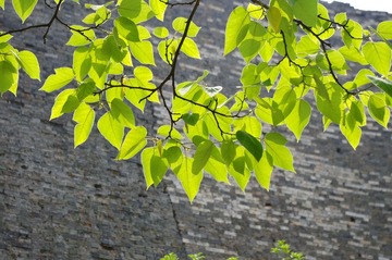 IMGP4491.jpg