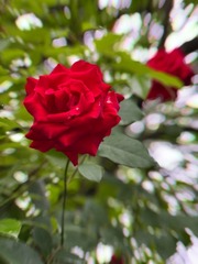 E43D6A50-9F9C-4357-9E4E-9F62A39DA7DB/L0/001