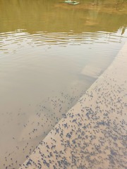 1000084368