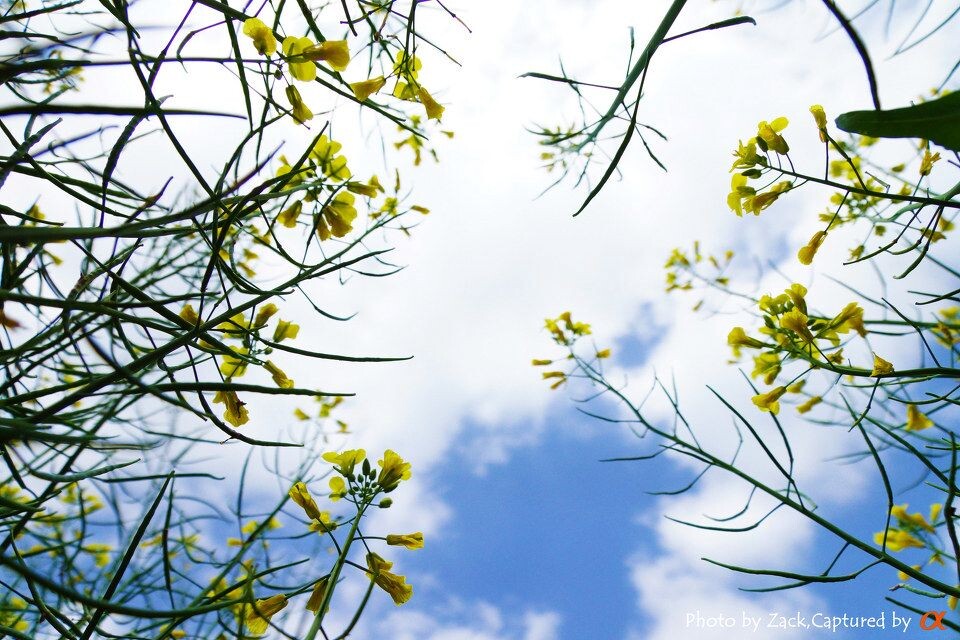 油菜花，油菜籽<br />
