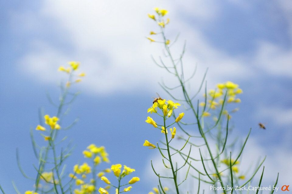Bee<br />
