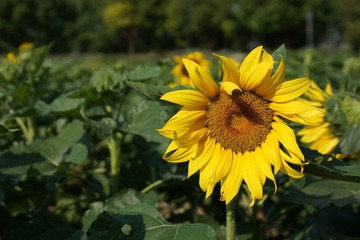 DSC01210.JPG