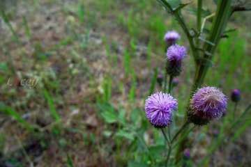 DSCF2068_副本.jpg