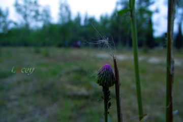 DSCF2069_副本.jpg
