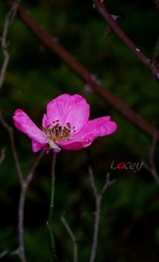 DSCF5917_副本.jpg