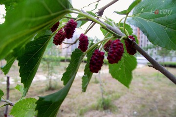 DSCF2097_副本.jpg