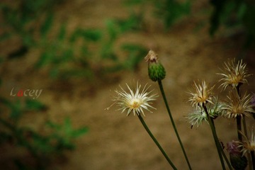 DSCF2128_副本.jpg