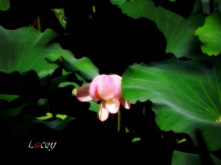 DSCF1707_副本.jpg