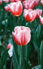 17BDFEB0-00C3-422D-A2A4-3155355C75DB/L0/001