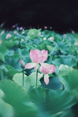 5C91DD0A-9B9C-4EE1-ACAE-C45083D565F6/L0/001