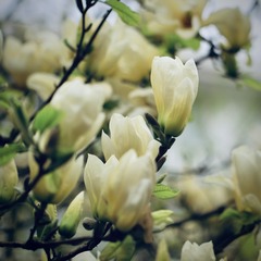 A2396A4E-EB43-4BB3-93AB-3933A6B5F318/L0/001