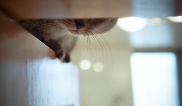 P1201165-2.jpg