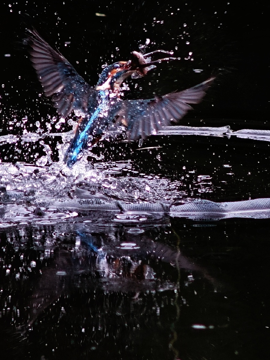 翠鸟捕鱼 - jasonzhao-赵 - 图虫网 - 优质摄影师交流社区