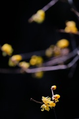 1008505