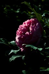 164061