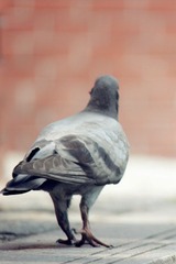img_4445_副本.jpg