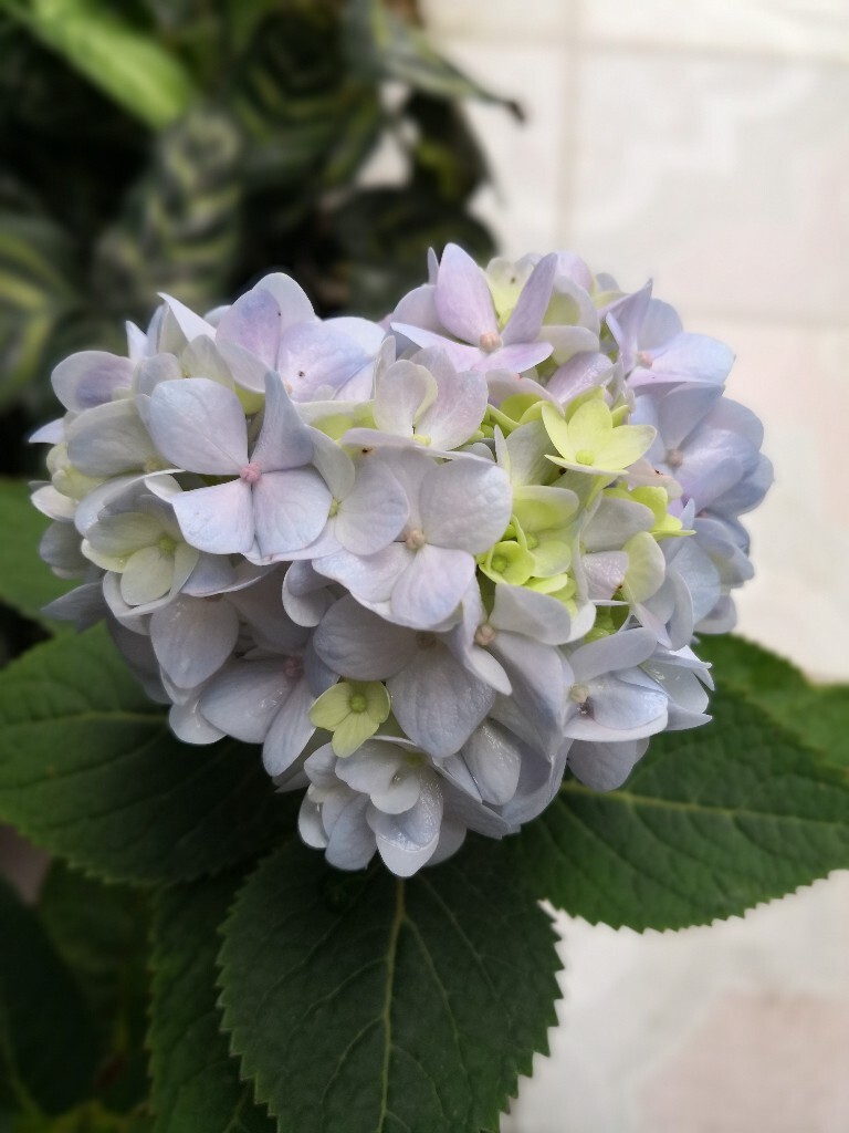 朔风起，无尽夏绣球依然在楼顶花园中傲放，其形状宛如一颗爱心