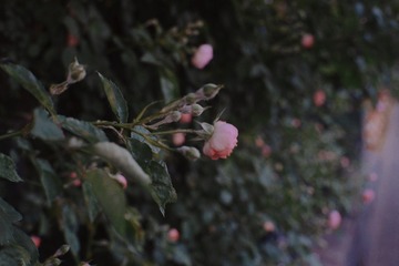 ED616937-85C9-4198-AAD4-DCE59042C033/L0/001