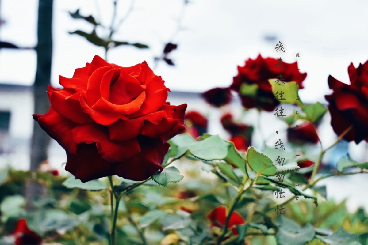 乡村广场一角的花