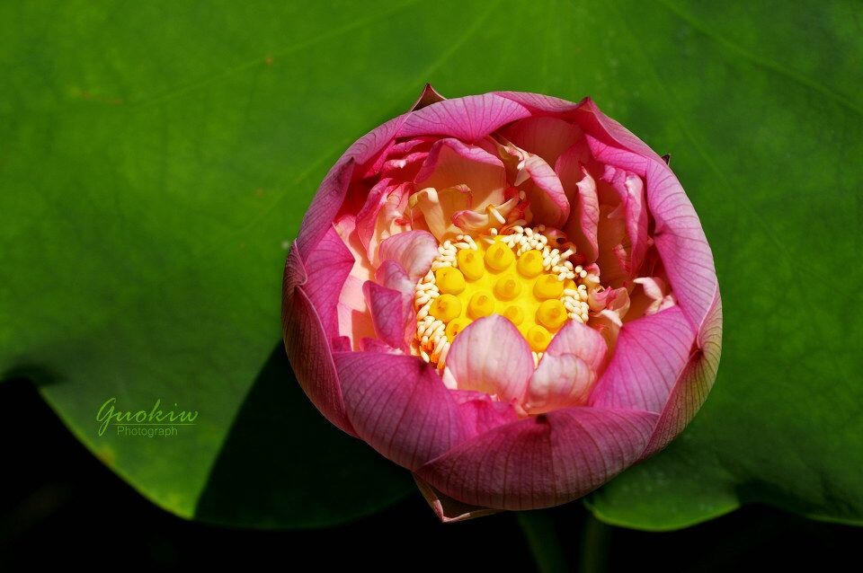 荷花<br />
莲花池公园
