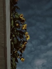 1000044533