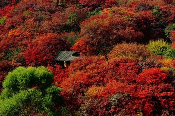 小屋1
