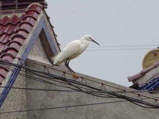 26376