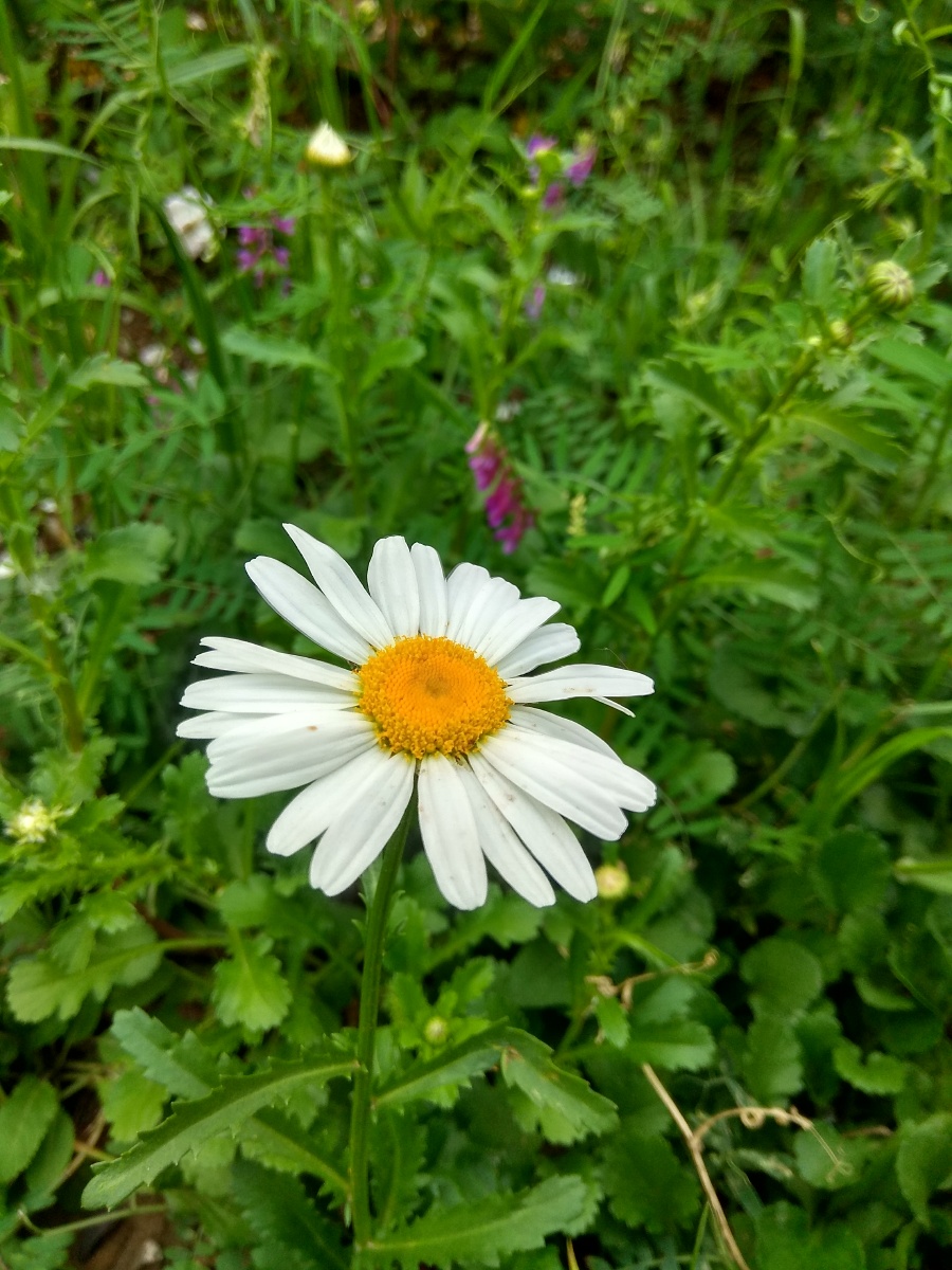 一枝花