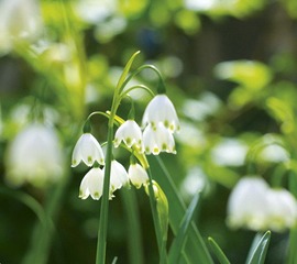 flower.jpg