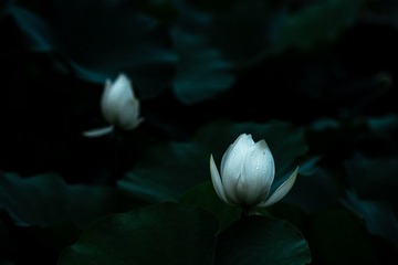 7B79F9B6-EE8B-451A-AA09-34A7E1DD0C5D/L0/001