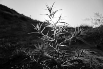 DSC02142.jpg