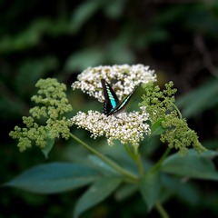 DSC_2543-1