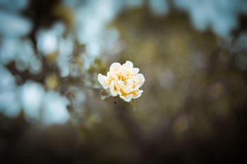 DSC_3160-编辑