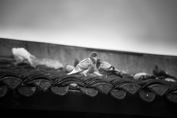 _DSC7027