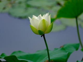 1000031502